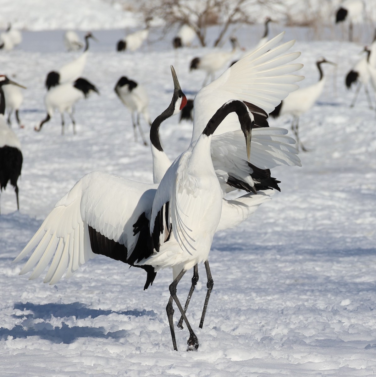 Red-crowned Crane - ML637972917