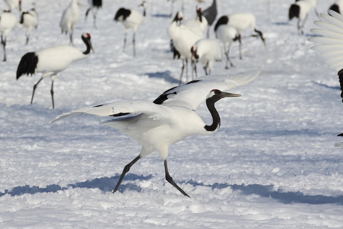 Red-crowned Crane - ML637972918