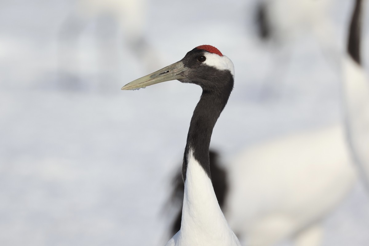 Red-crowned Crane - ML637972920