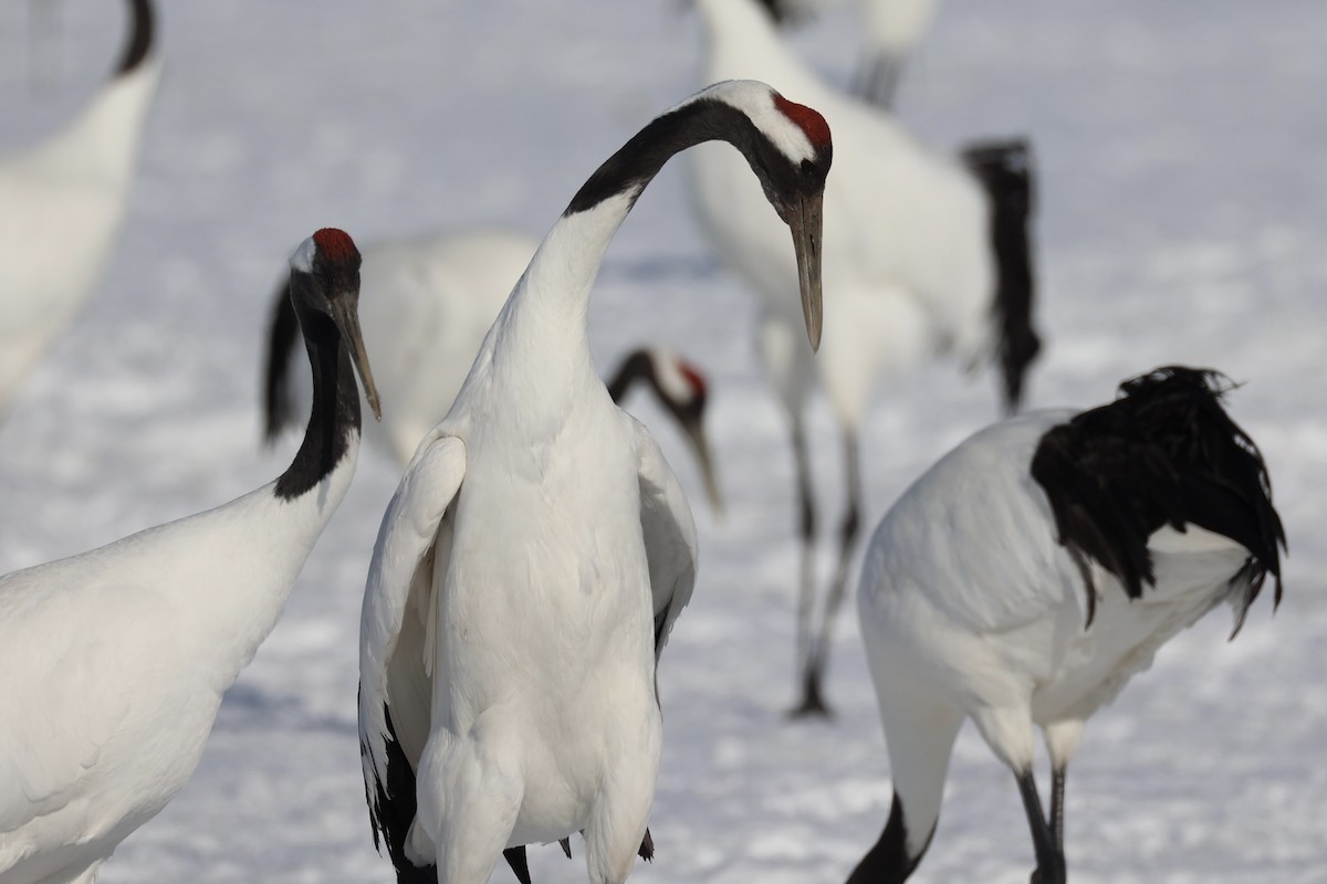 Red-crowned Crane - ML637972921