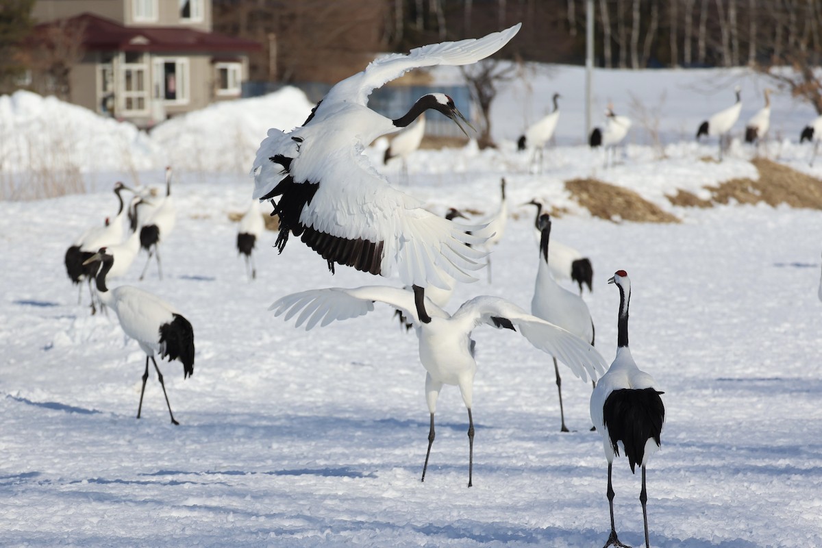 Red-crowned Crane - ML637972922