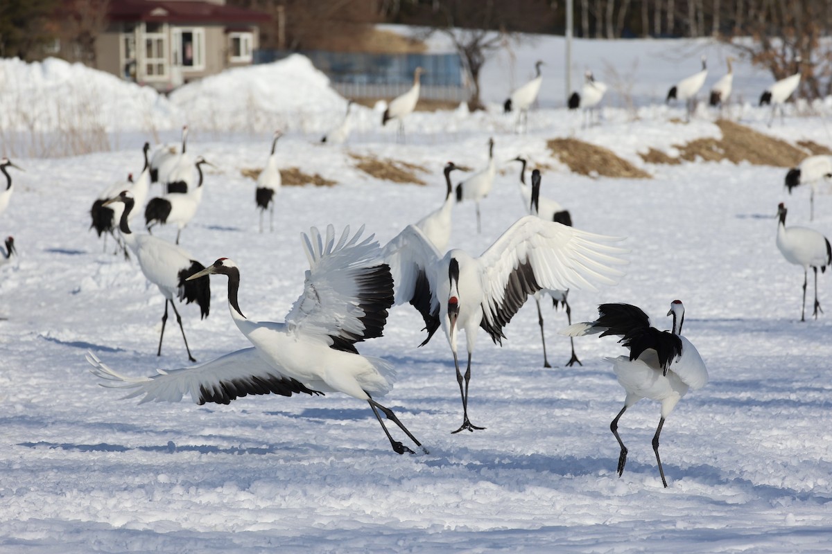 Red-crowned Crane - ML637972923