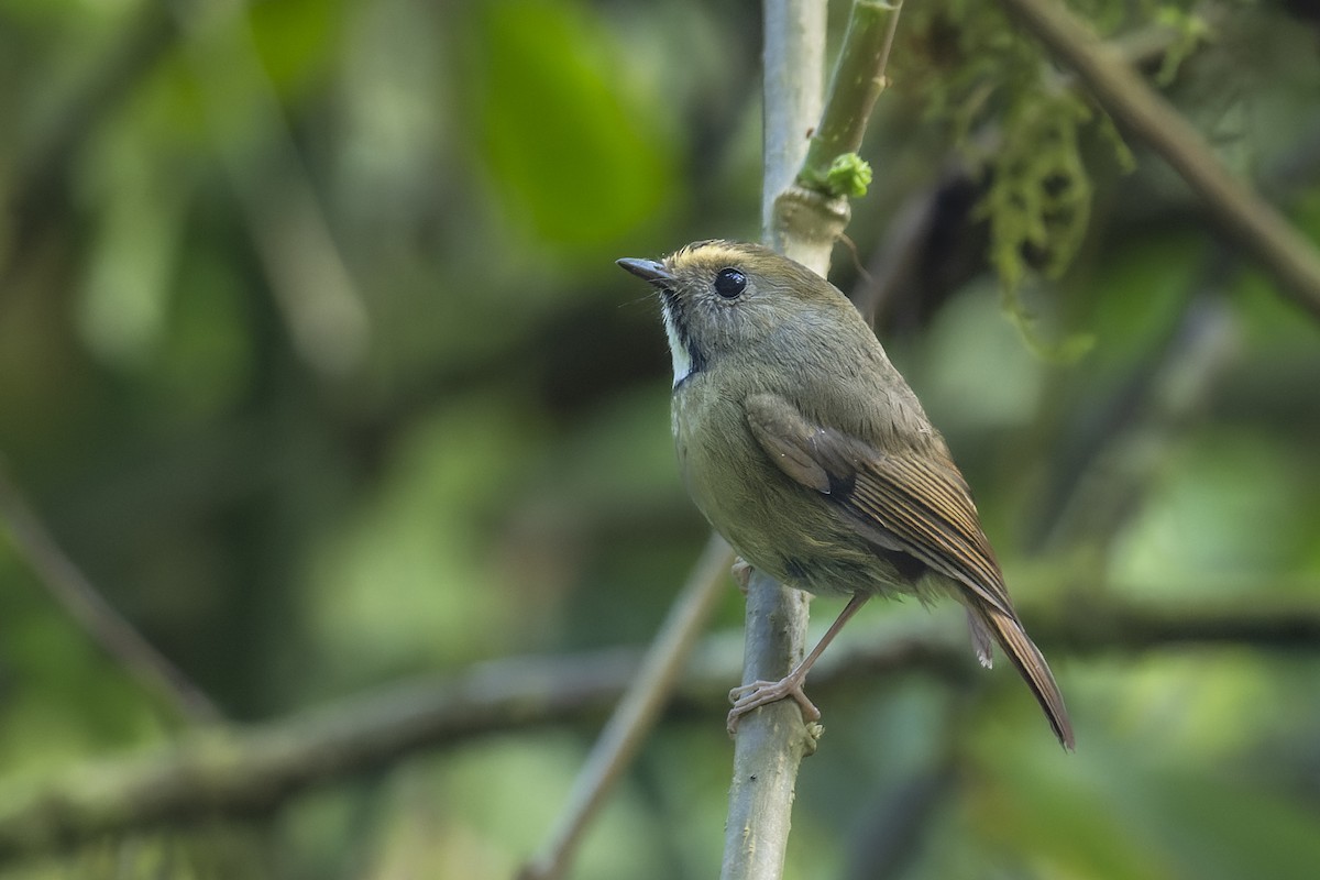 White-gorgeted Flycatcher - ML637972924