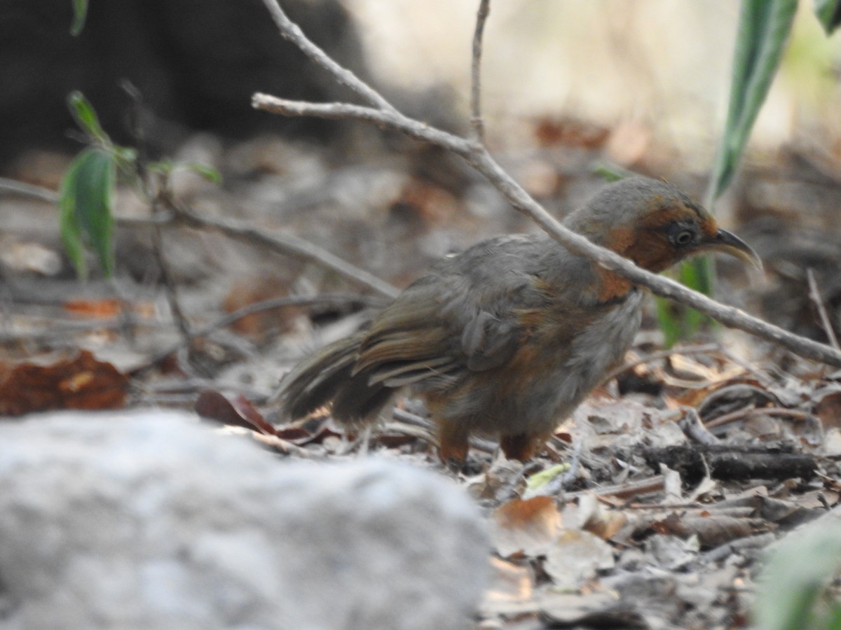 Rusty-cheeked Scimitar-Babbler - ML637972930