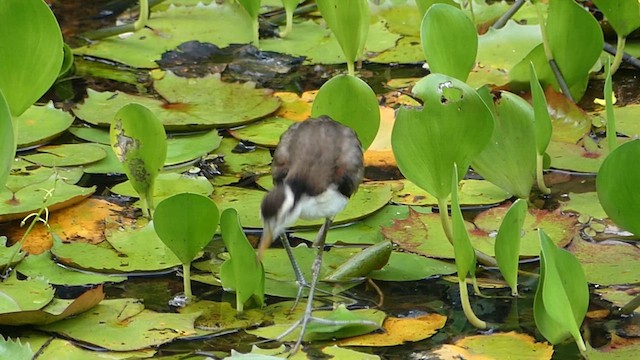 Wattled Jacana - ML637972939