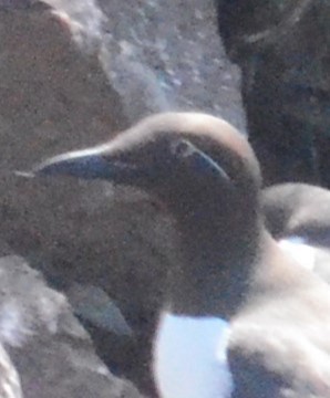 Common Murre - ML637972990