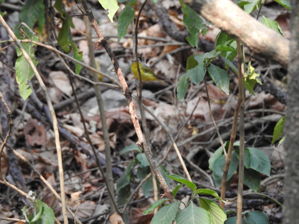 Gray-hooded Warbler - ML637972995