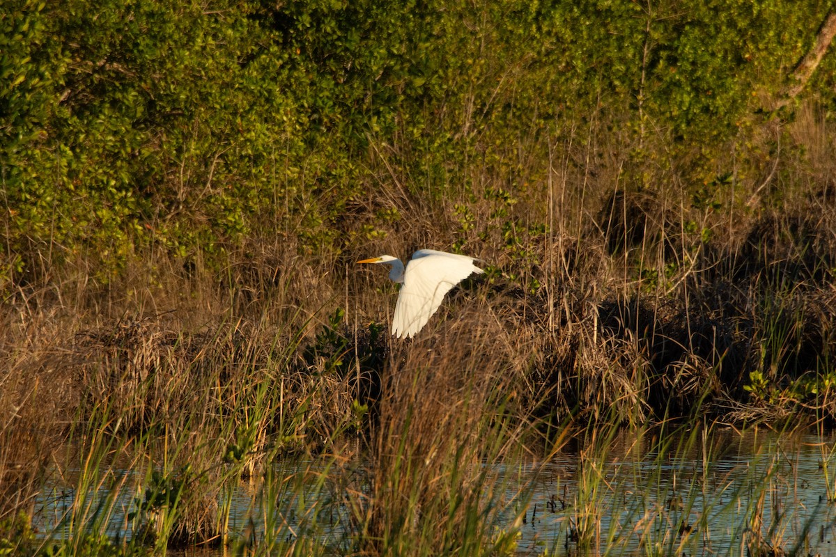 Garceta Grande - ML637973027
