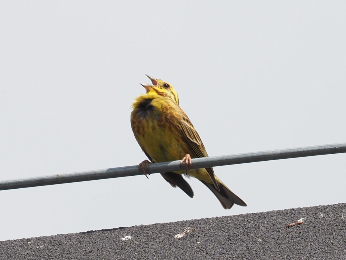 Yellowhammer - ML637973032