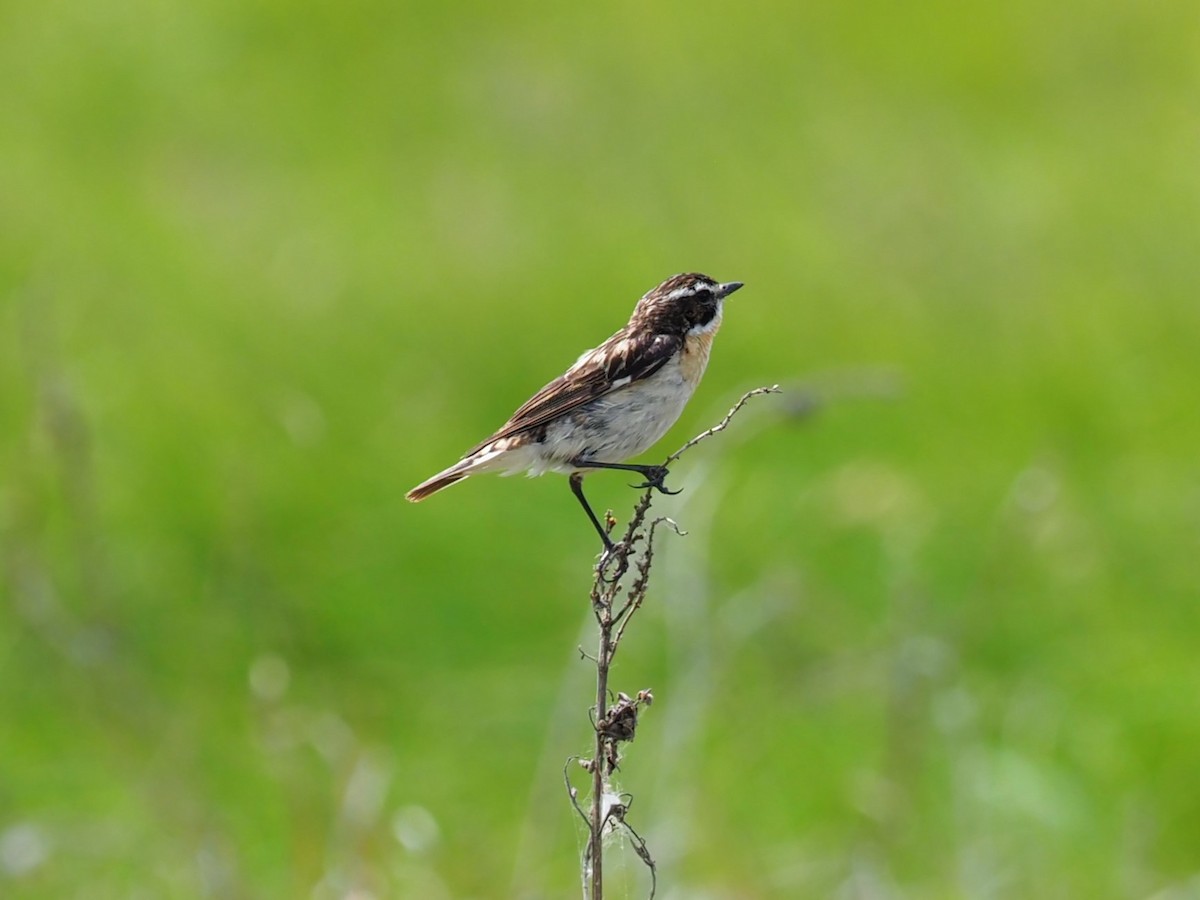 Whinchat - ML637973038