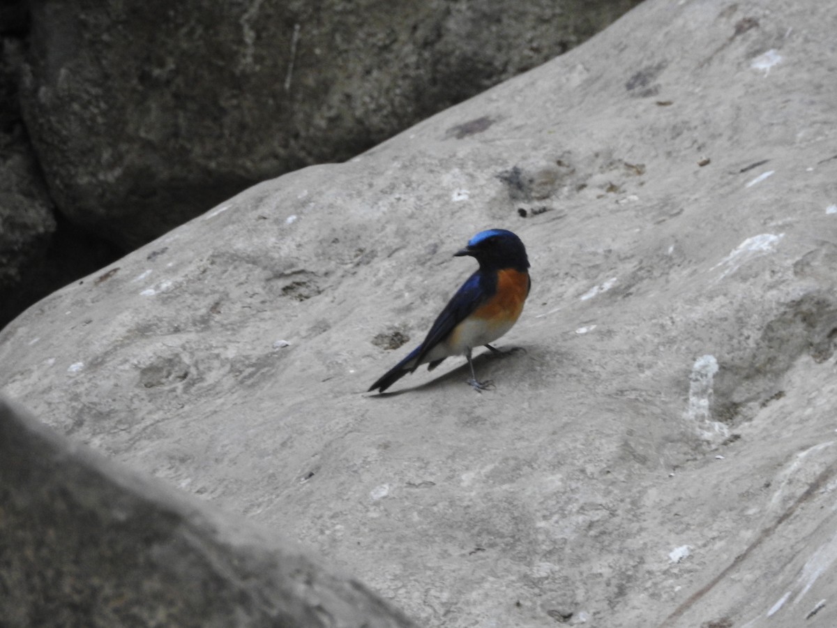 Blue-throated Flycatcher - ML637973041