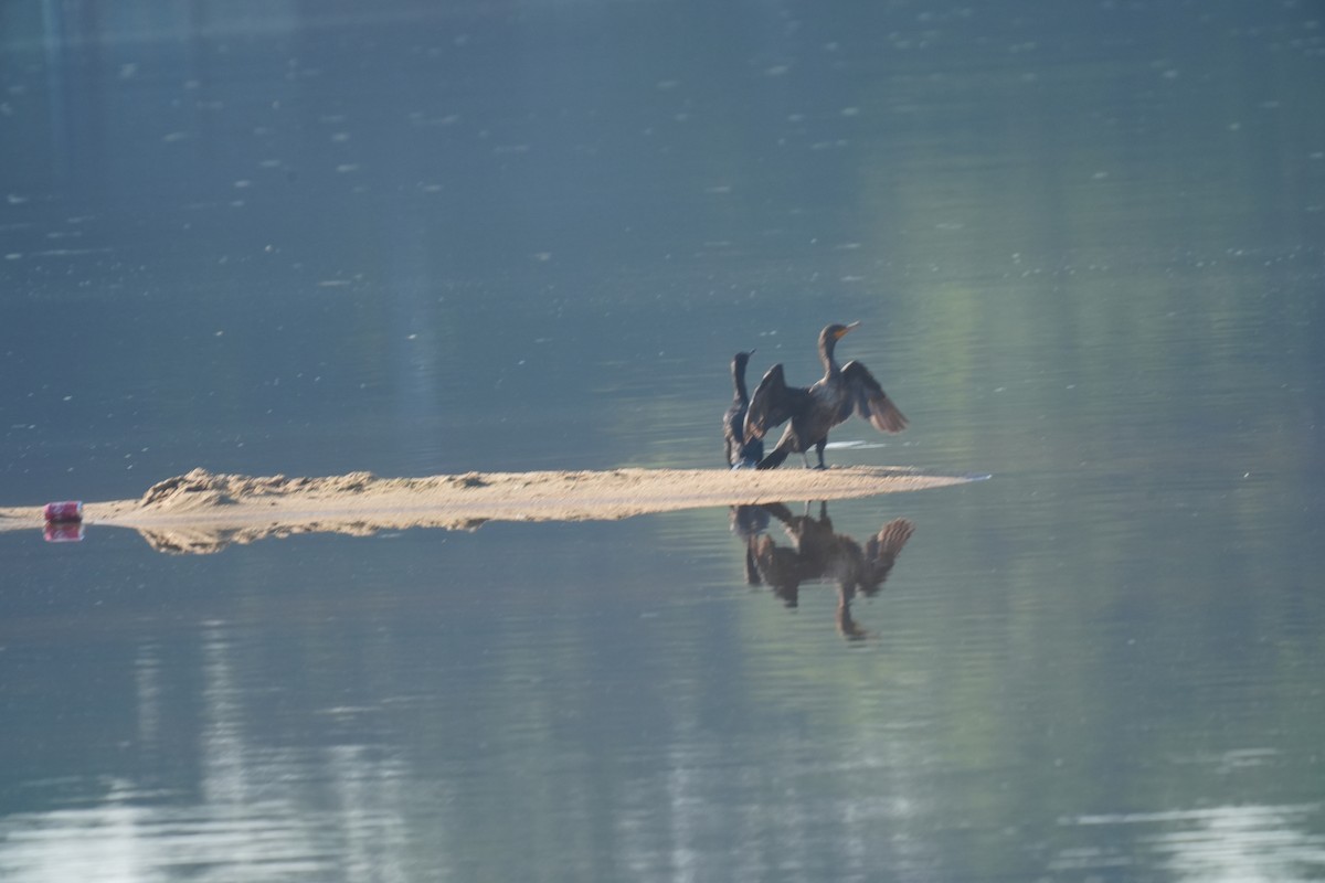 Double-crested Cormorant - ML637973063