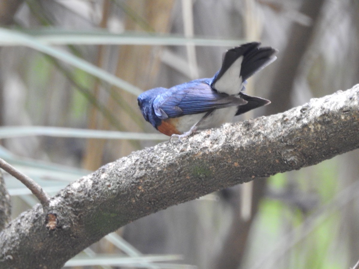 Blue-throated Flycatcher - ML637973087