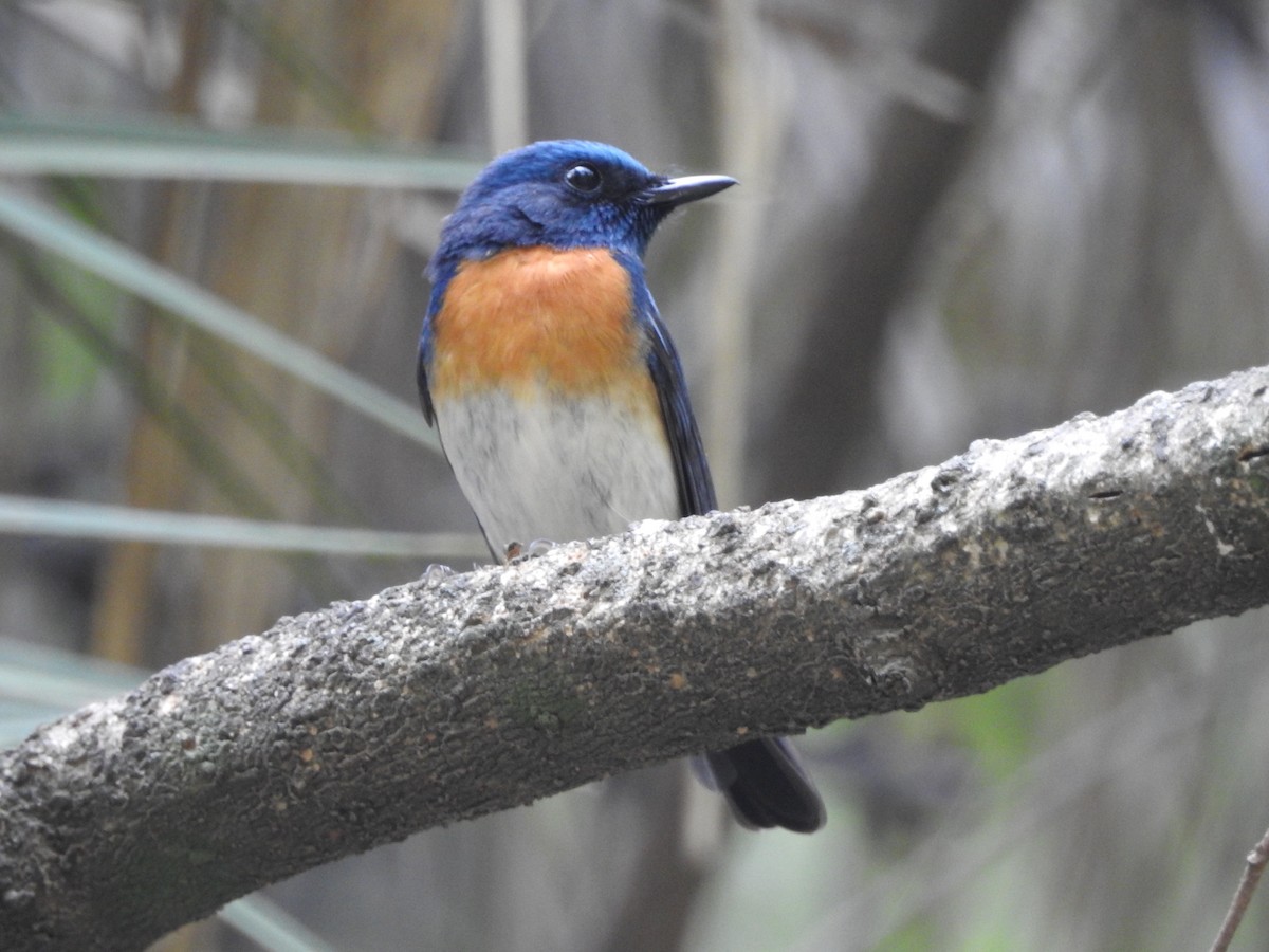 Blue-throated Flycatcher - ML637973088
