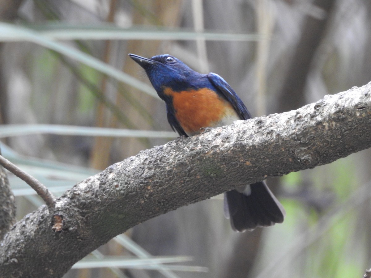 Blue-throated Flycatcher - ML637973089
