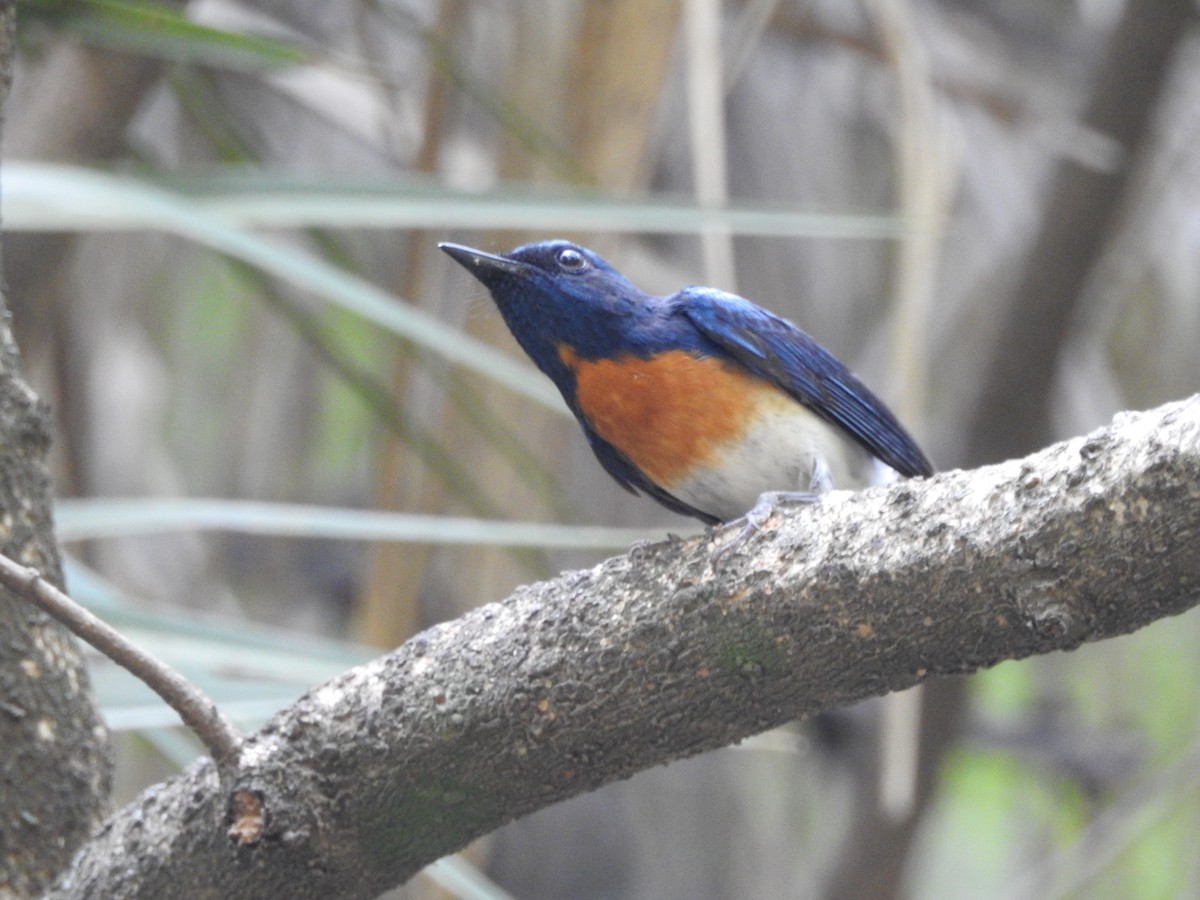 Blue-throated Flycatcher - ML637973098