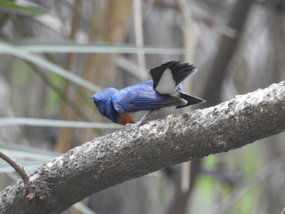 Blue-throated Flycatcher - ML637973099