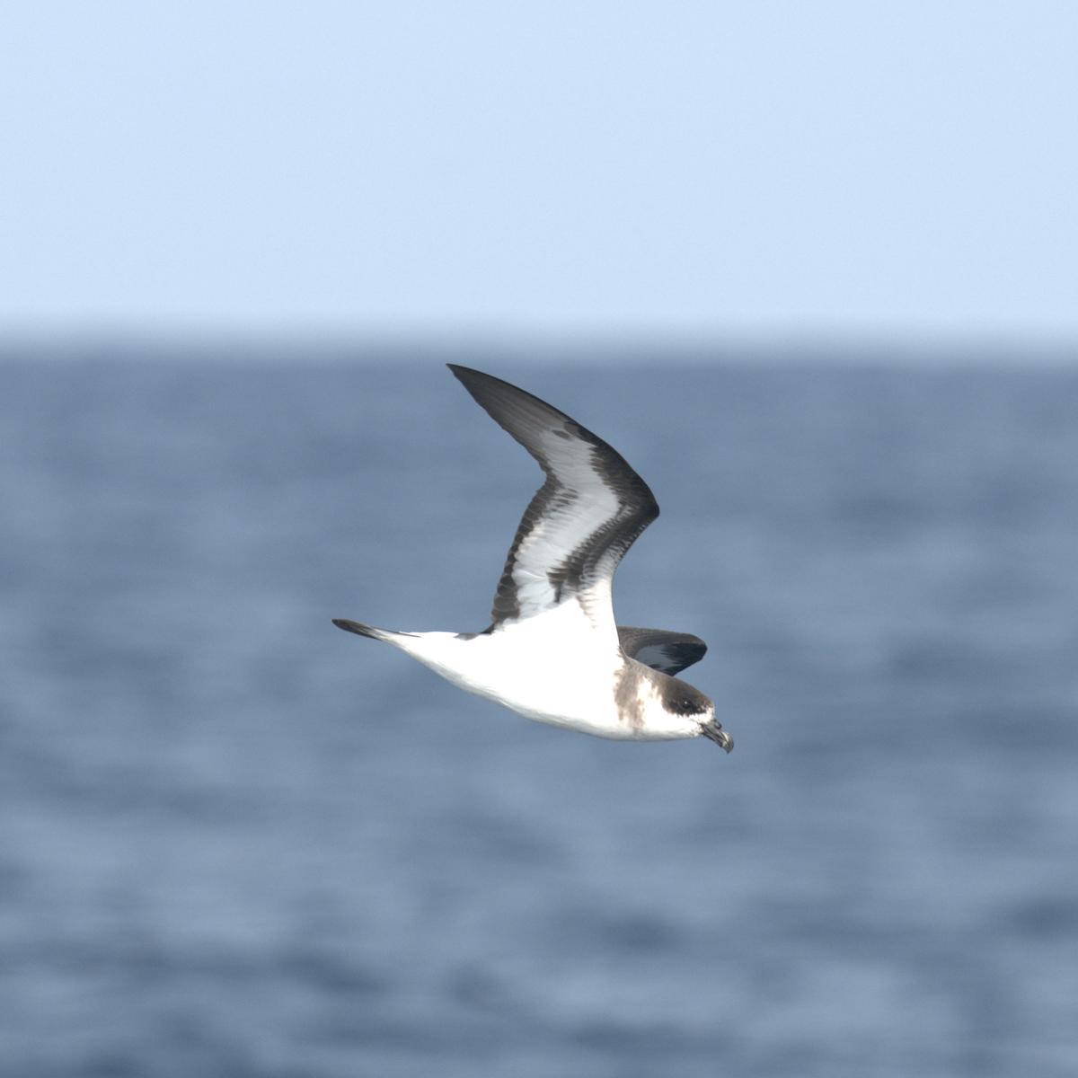 Black-capped Petrel (Dark-faced) - ML637973121