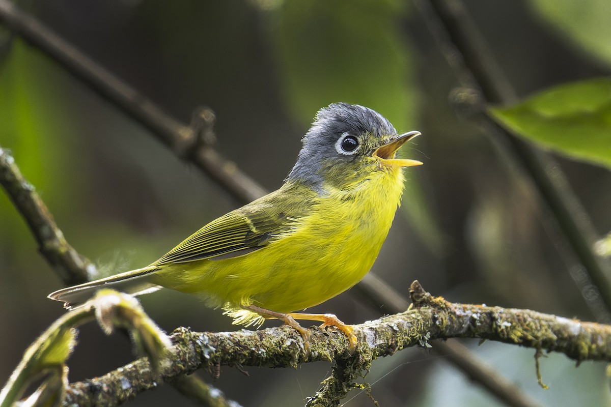 White-spectacled Warbler - ML637973142