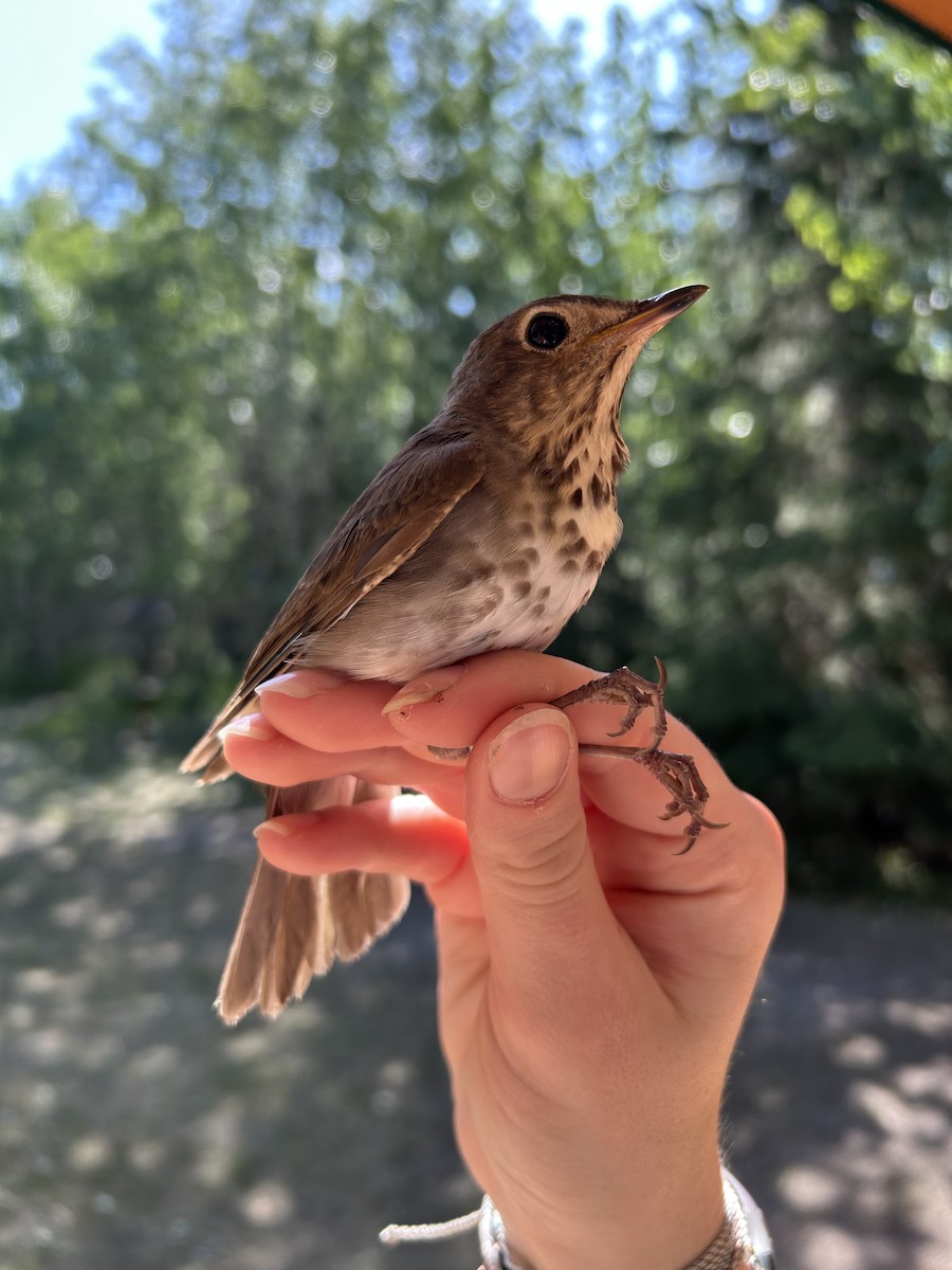 Swainson's Thrush - ML637973288