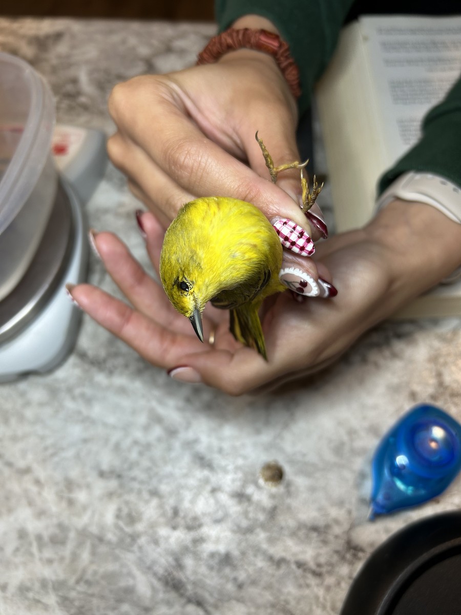 Northern Yellow Warbler - ML637973314
