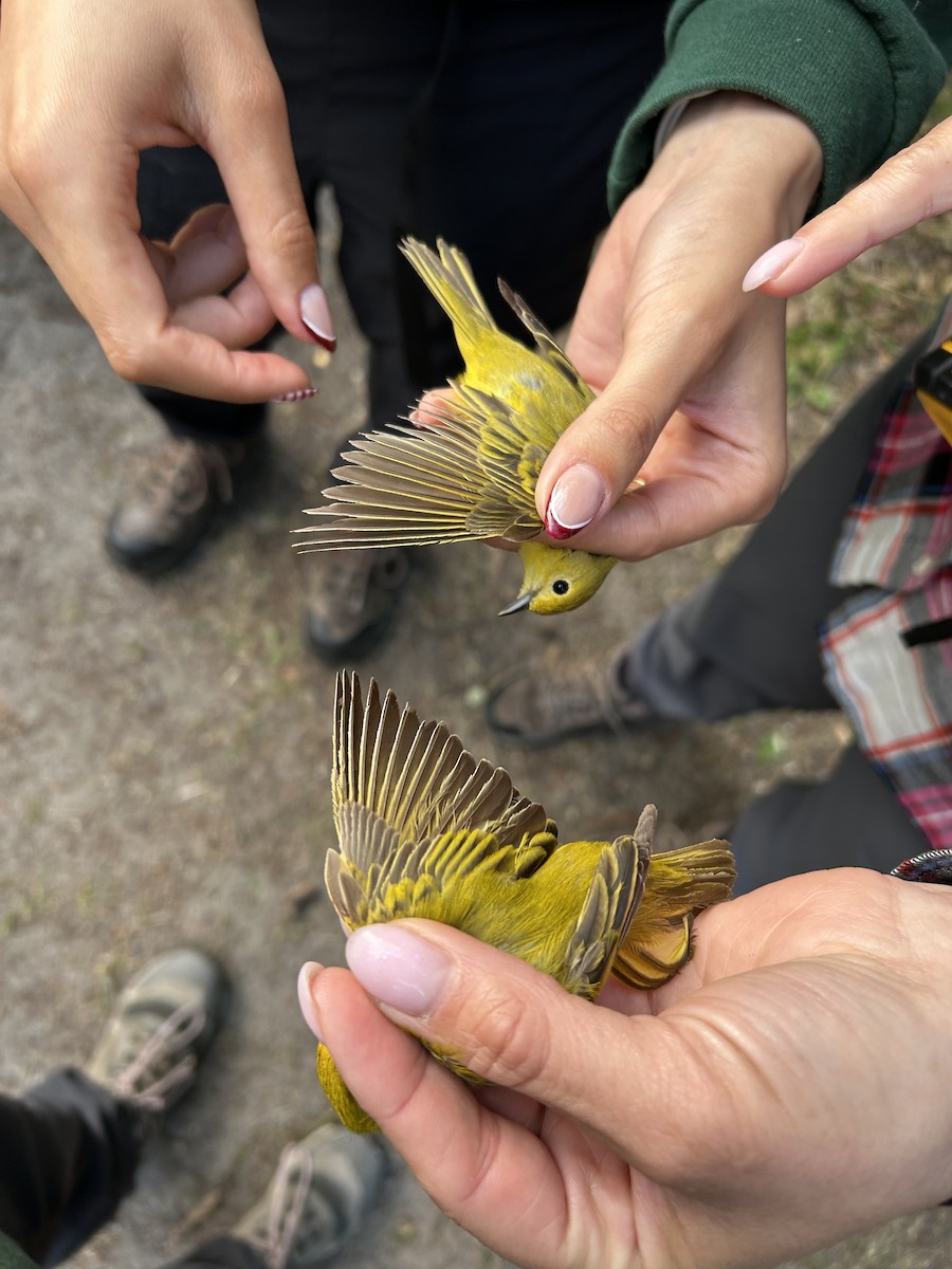 Northern Yellow Warbler - ML637973315