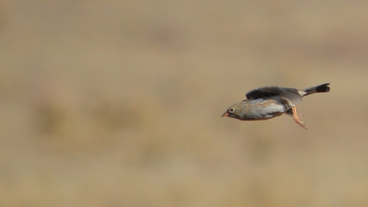 Band-tailed Sierra Finch - ML637973343