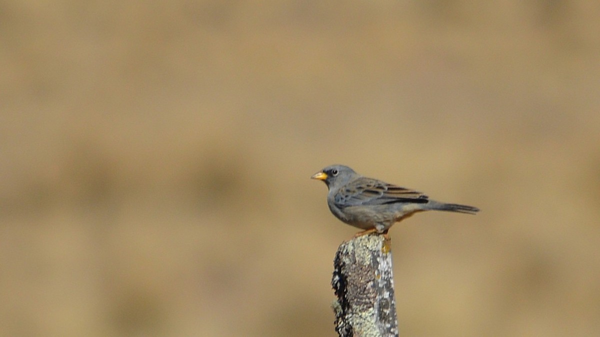 Band-tailed Sierra Finch - ML637973344