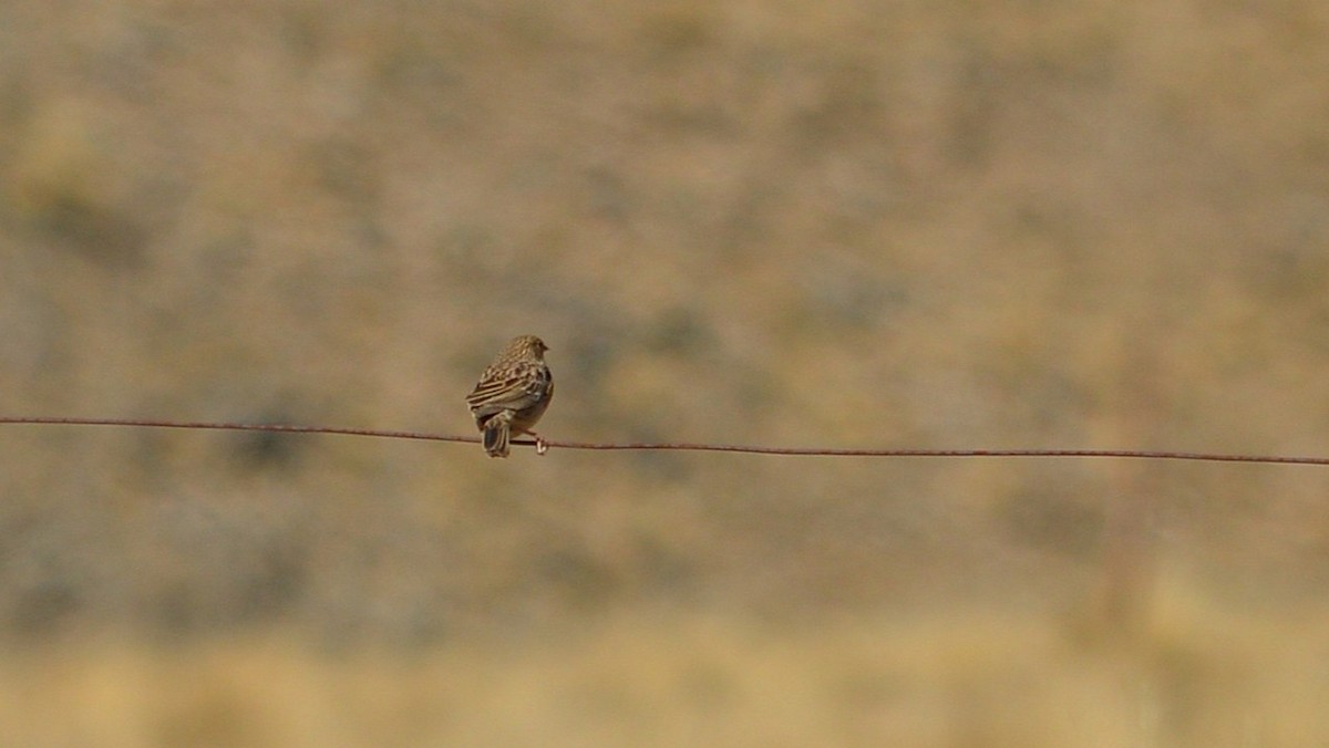Band-tailed Sierra Finch - ML637973345