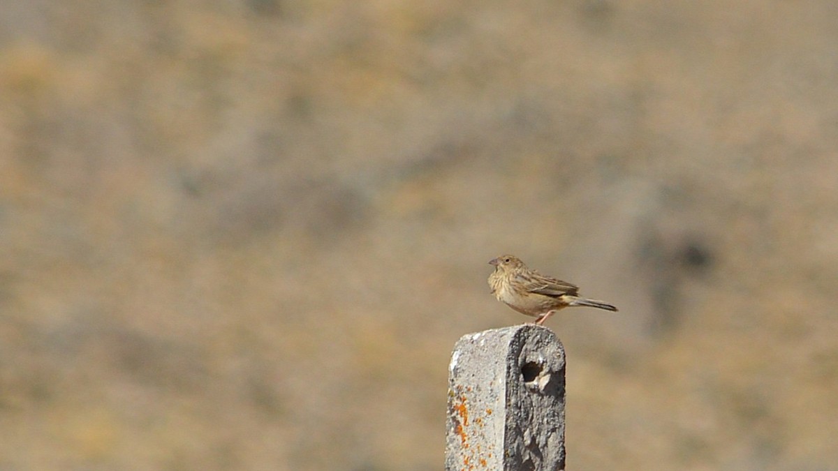 Band-tailed Sierra Finch - ML637973346