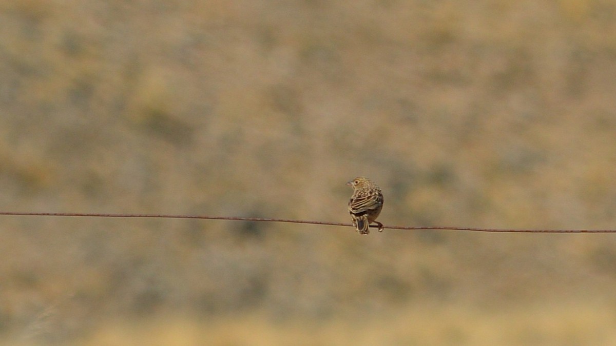 Band-tailed Sierra Finch - ML637973347