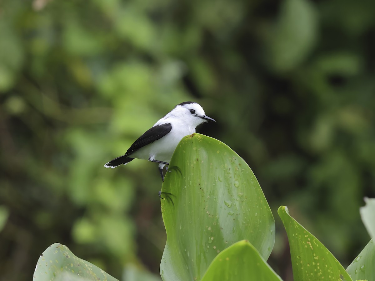 Pied Water-Tyrant - ML637973373