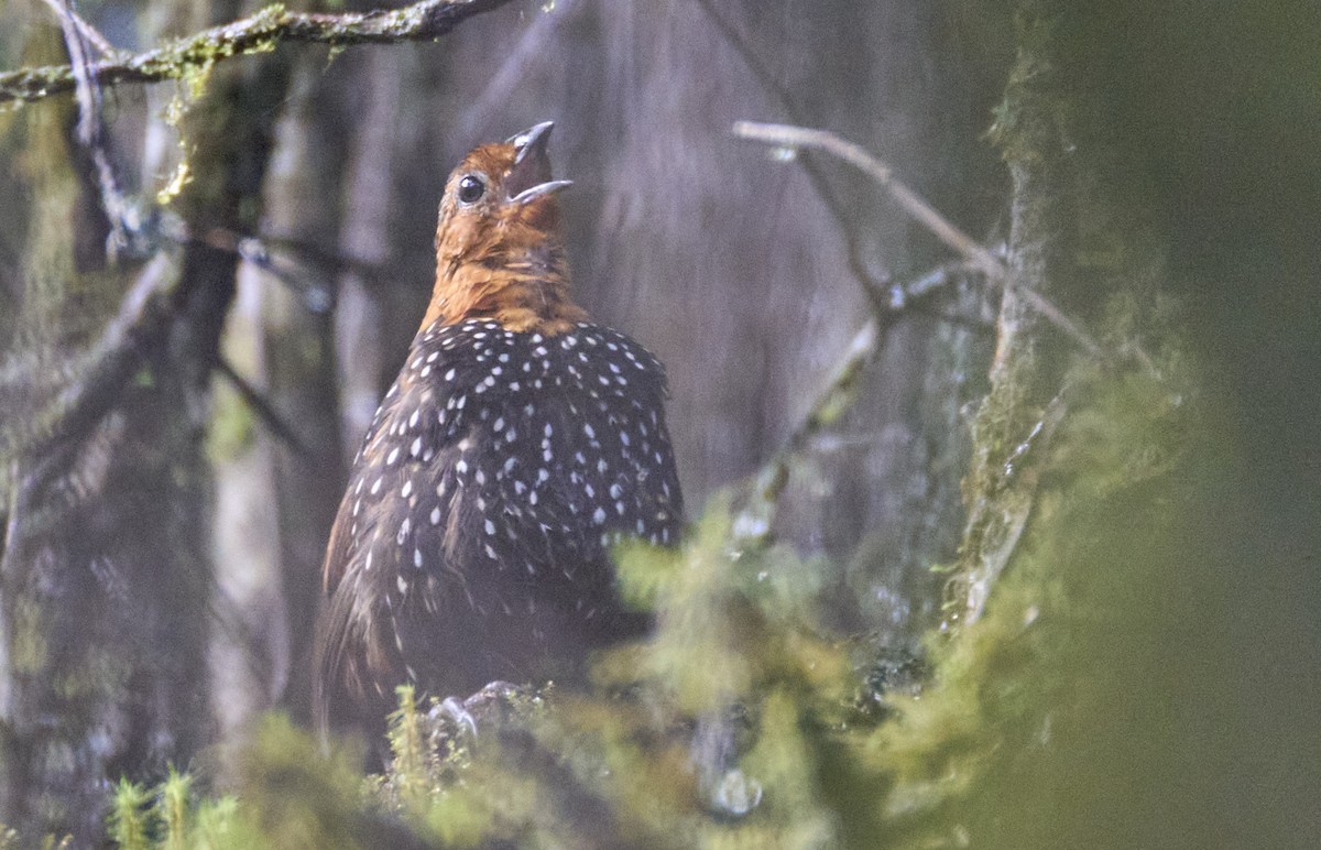 Ocellated Tapaculo - ML637973374