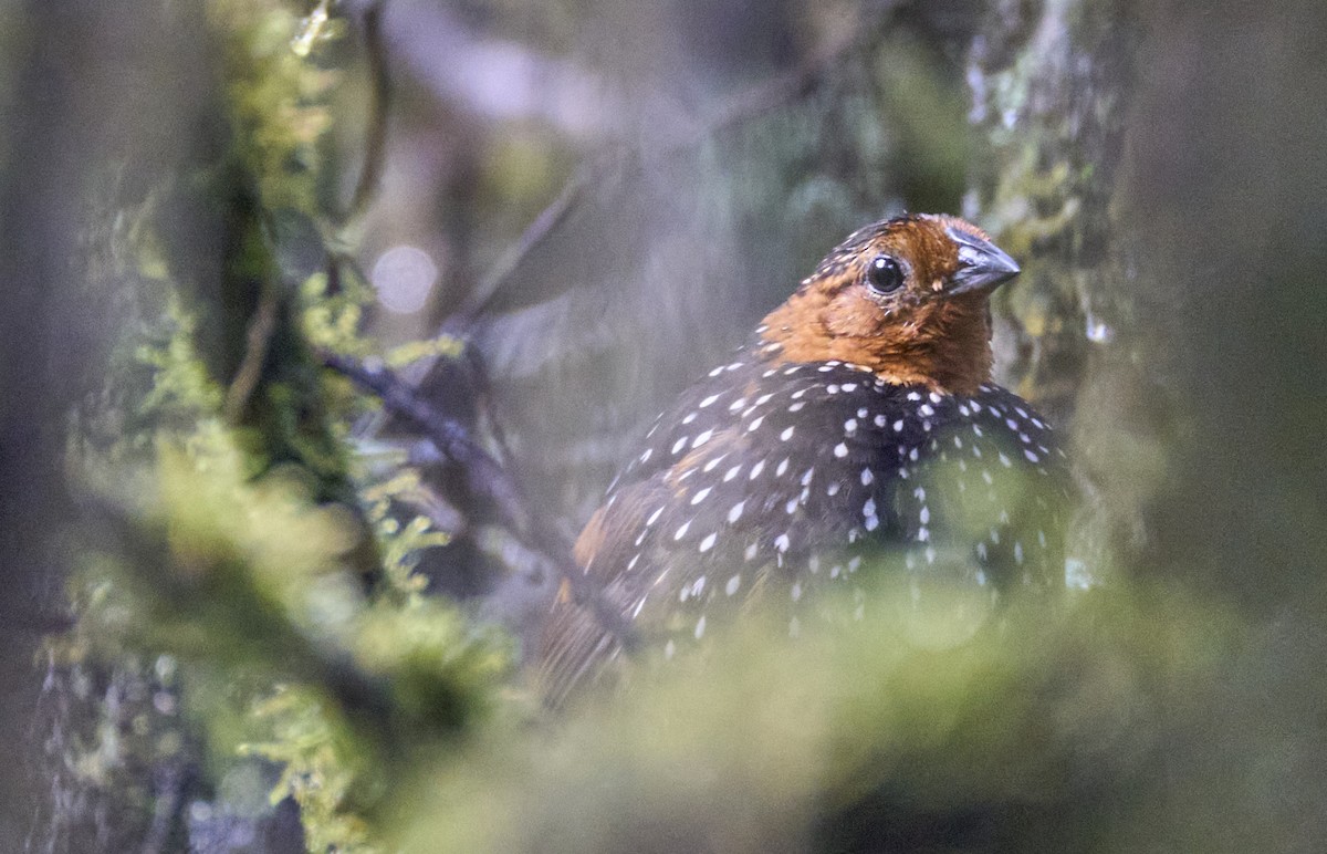 Ocellated Tapaculo - ML637973376