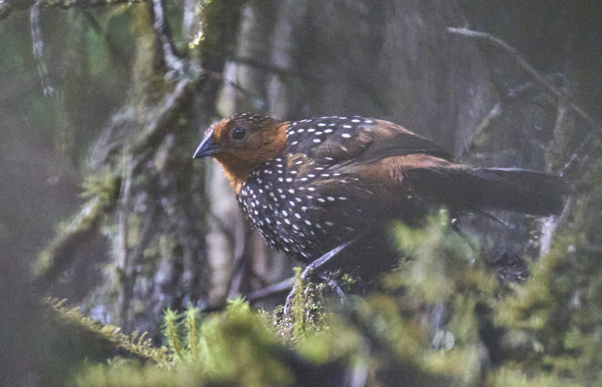 Ocellated Tapaculo - ML637973378