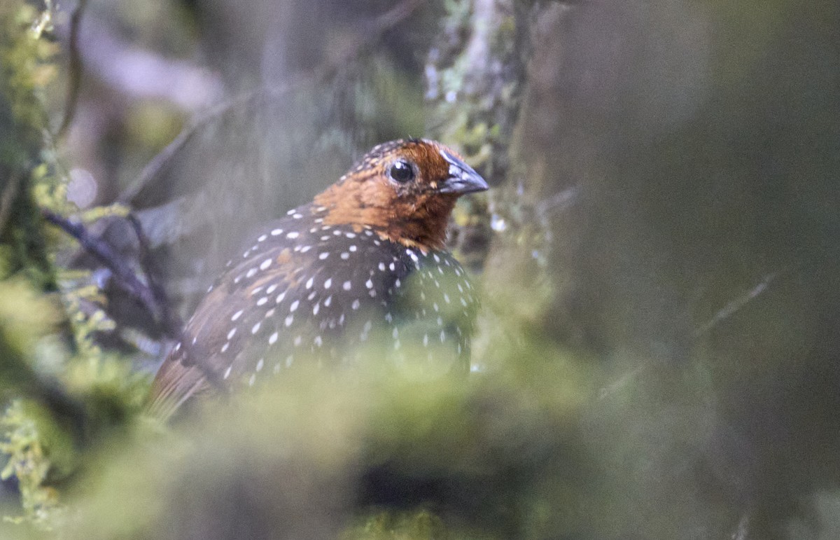 Ocellated Tapaculo - ML637973379