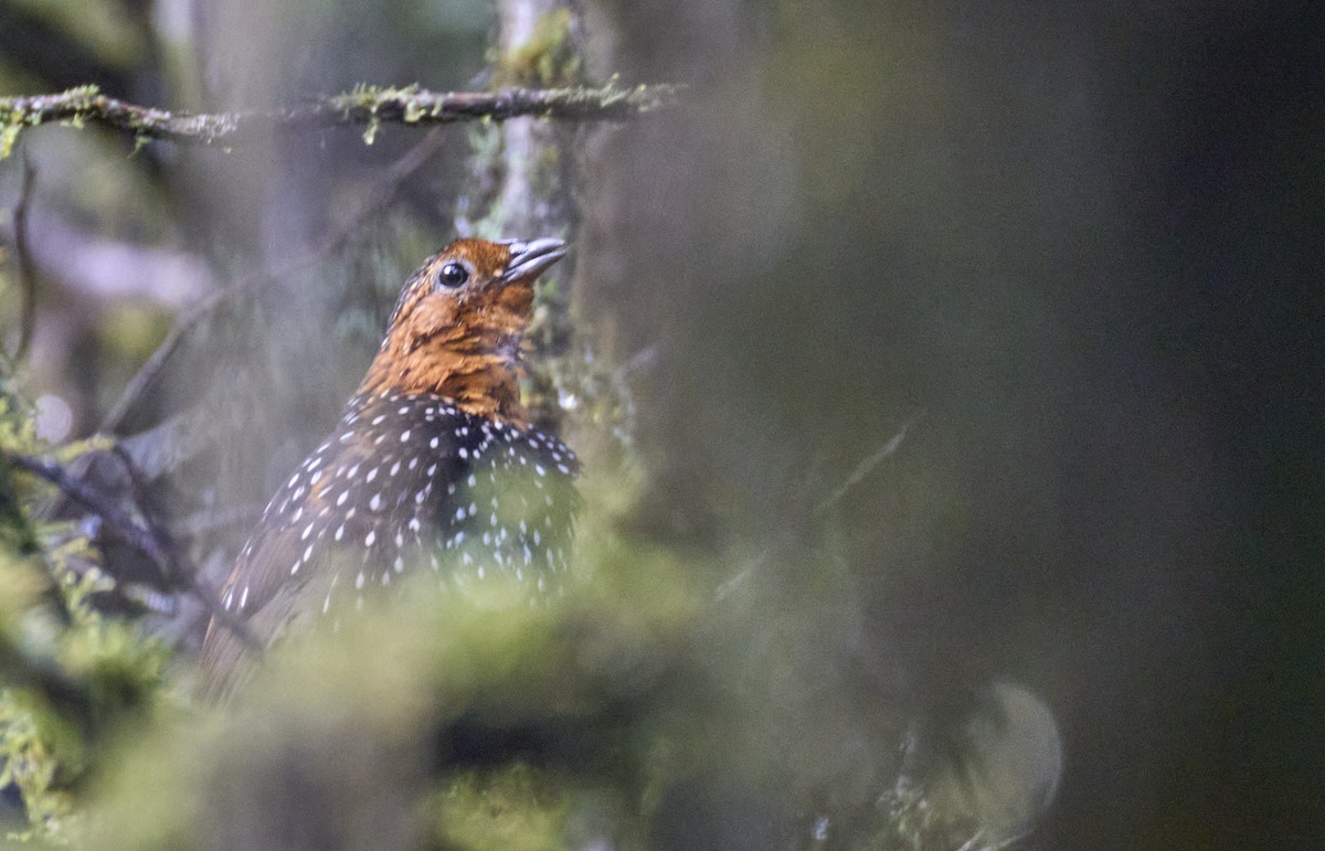 Ocellated Tapaculo - ML637973380