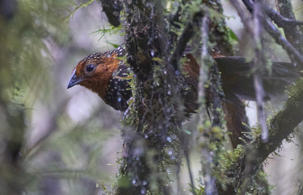 Ocellated Tapaculo - ML637973381