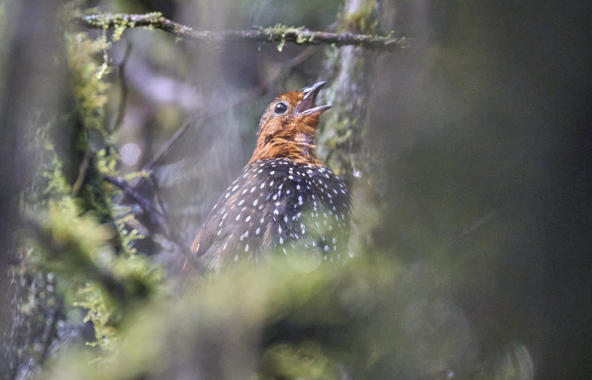 Ocellated Tapaculo - ML637973382