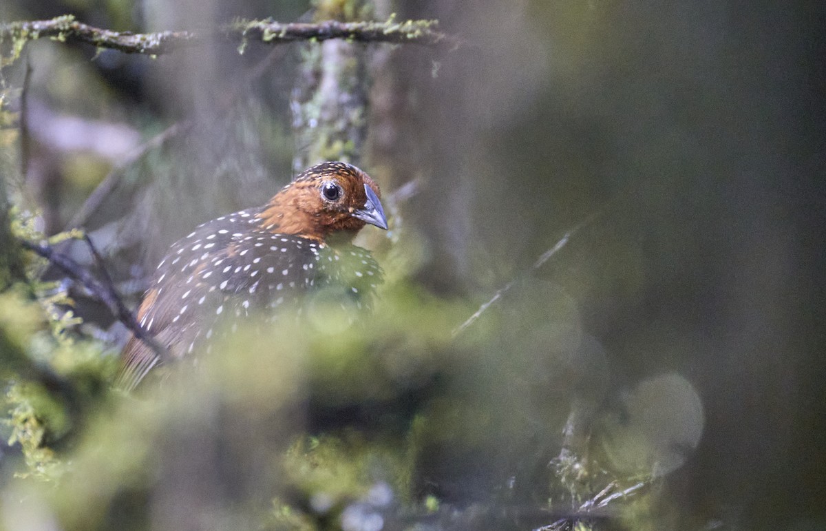 Ocellated Tapaculo - ML637973383