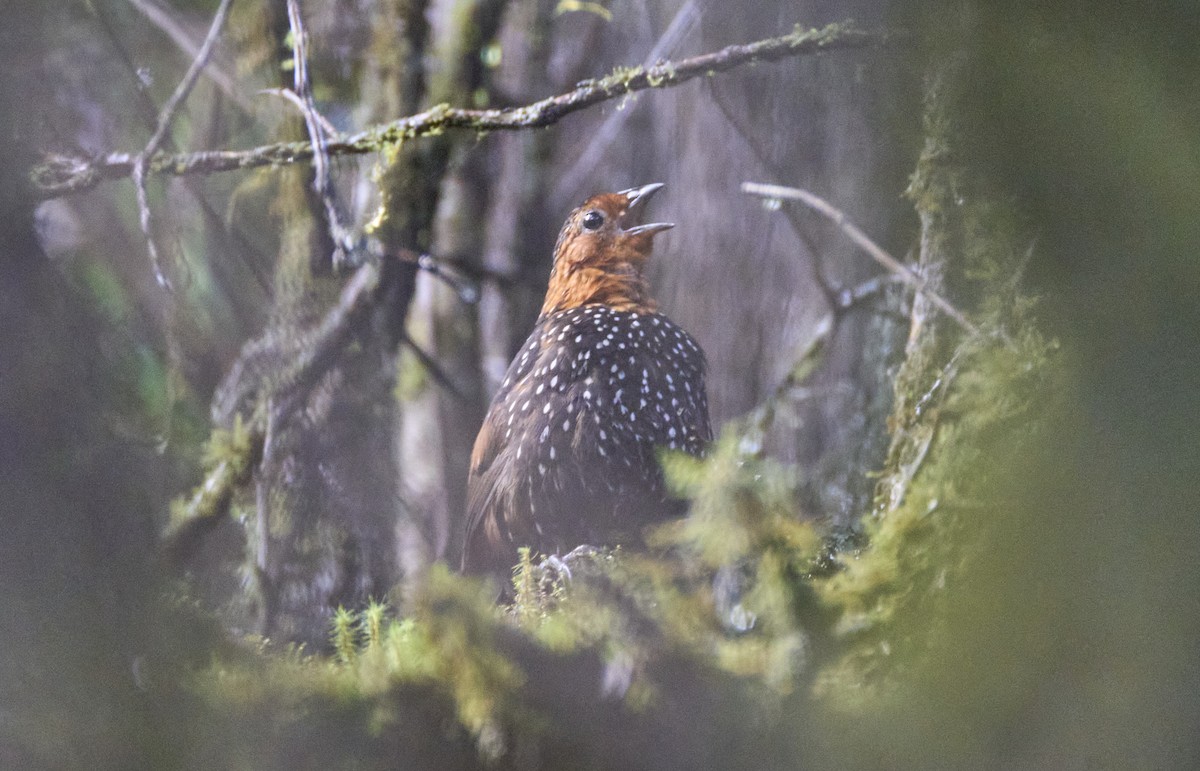 Ocellated Tapaculo - ML637973386