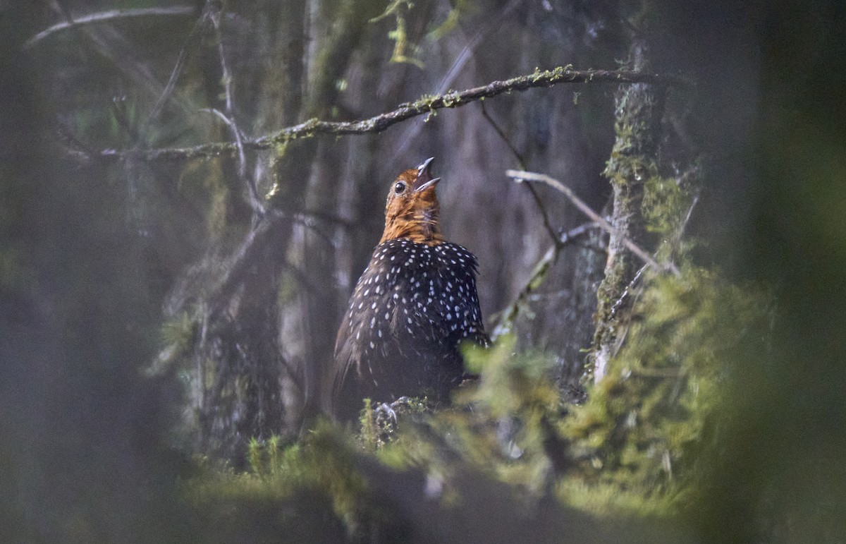 Ocellated Tapaculo - ML637973388