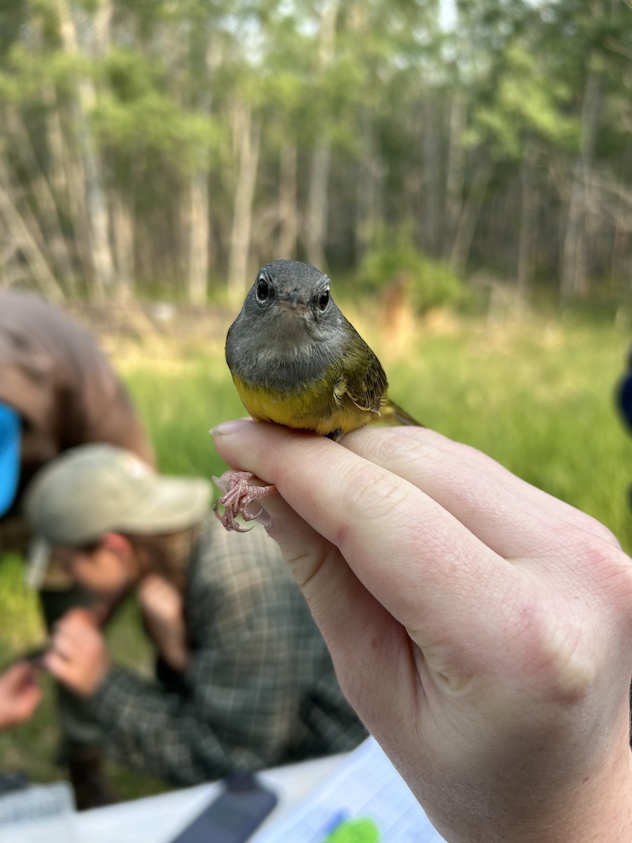 Mourning Warbler - ML637973398