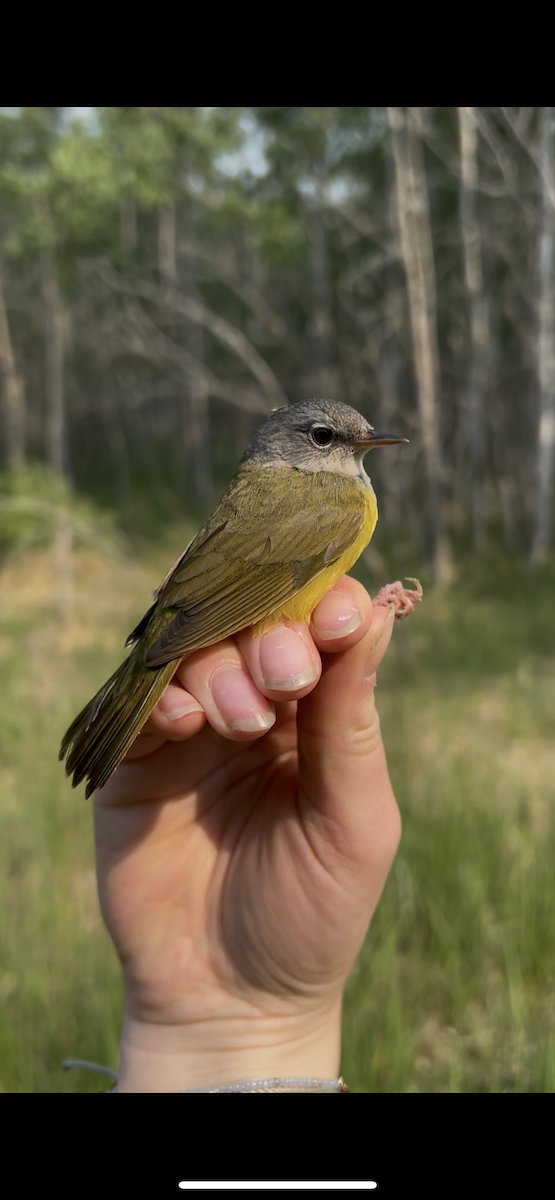 Mourning Warbler - ML637973401