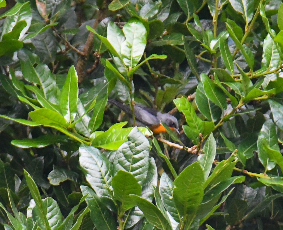 Flame-throated Warbler - ML637973412