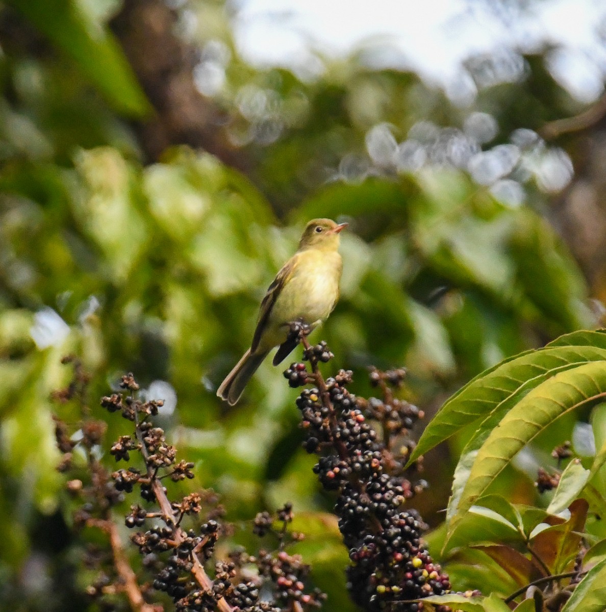 Mountain Elaenia - ML637973431