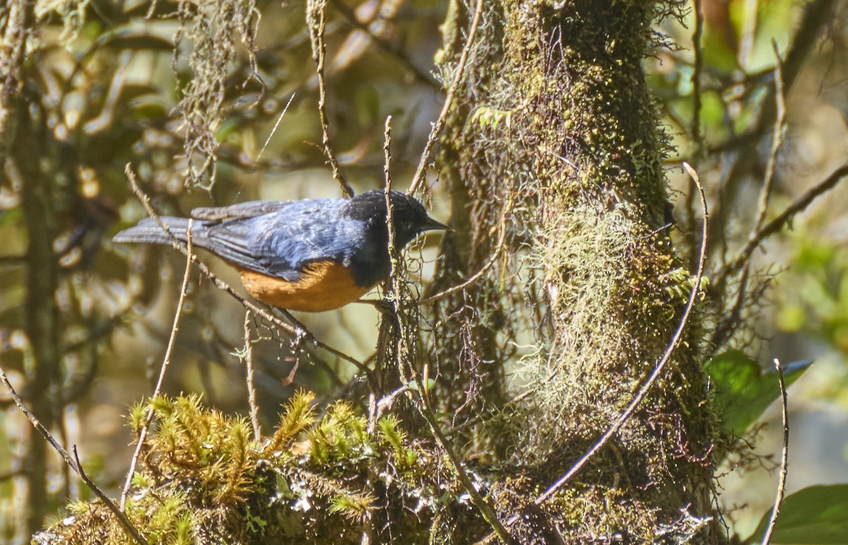 Blue-backed Conebill - ML637973436