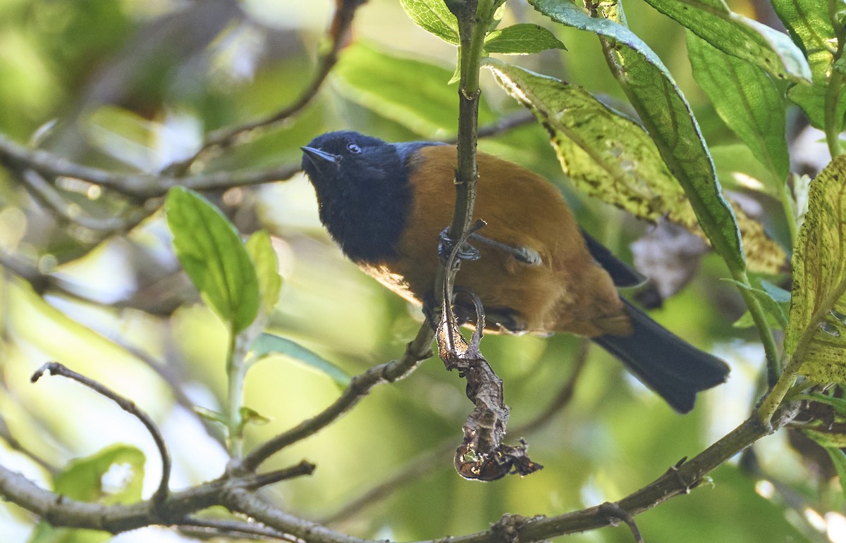Blue-backed Conebill - ML637973438