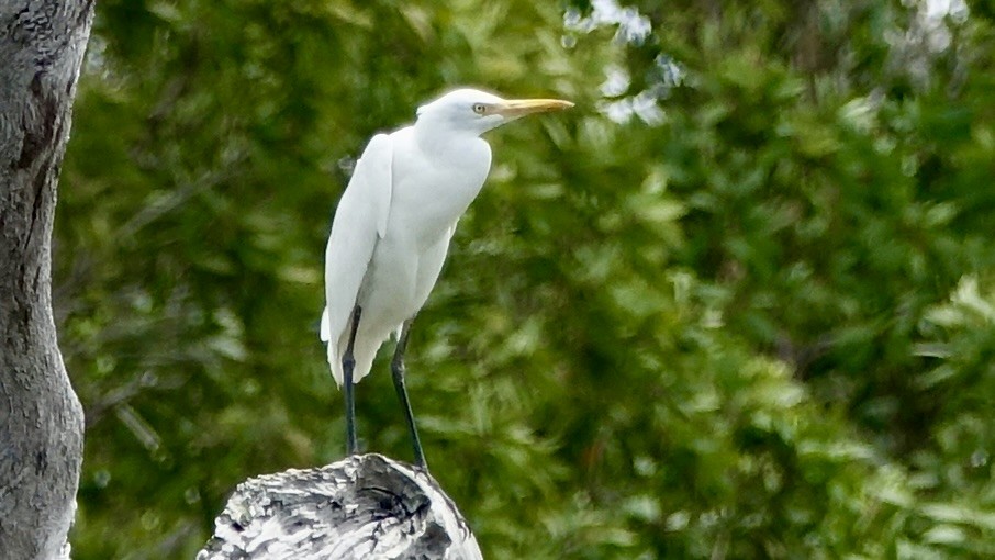 Eastern Cattle-Egret - ML637973445