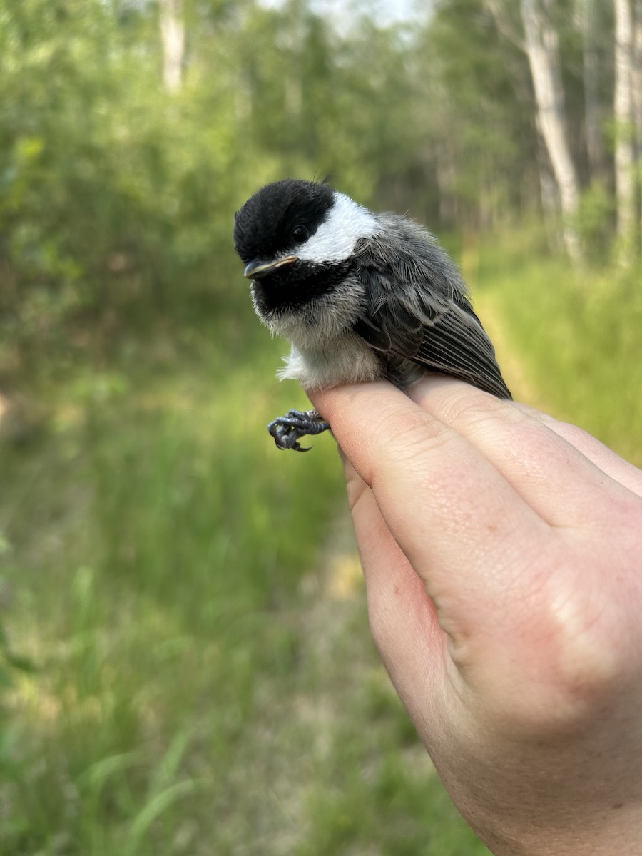 Black-capped Chickadee - ML637973448